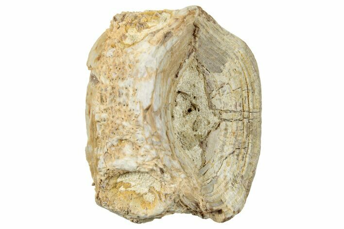 Pachyrhizodus (Monster Fish) Vertebra - Kansas #254626